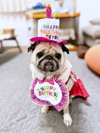 7月3日に5歳の誕生日を迎えたモナカちゃん（画像提供：KaKoAさん）