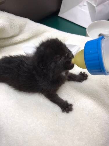 ミルクを飲むうにちゃん（大師前どうぶつ病院提供）