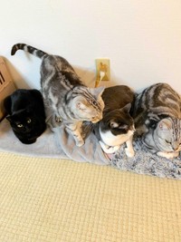 ４匹の集合はレアカット　