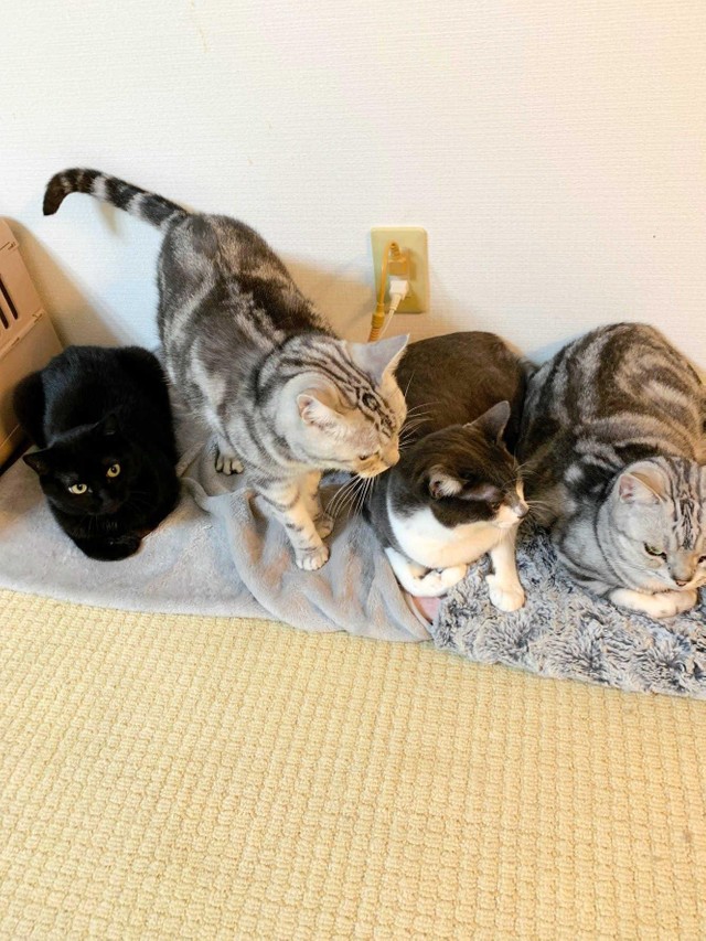 ４匹の集合はレアカット　