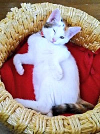 お迎え当時、へそ天になって眠るハナちゃん（画像提供：ハナちゃんさん）