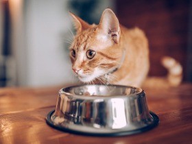 食べると吐く猫　嘔吐のタイミングや消化状況の確認を