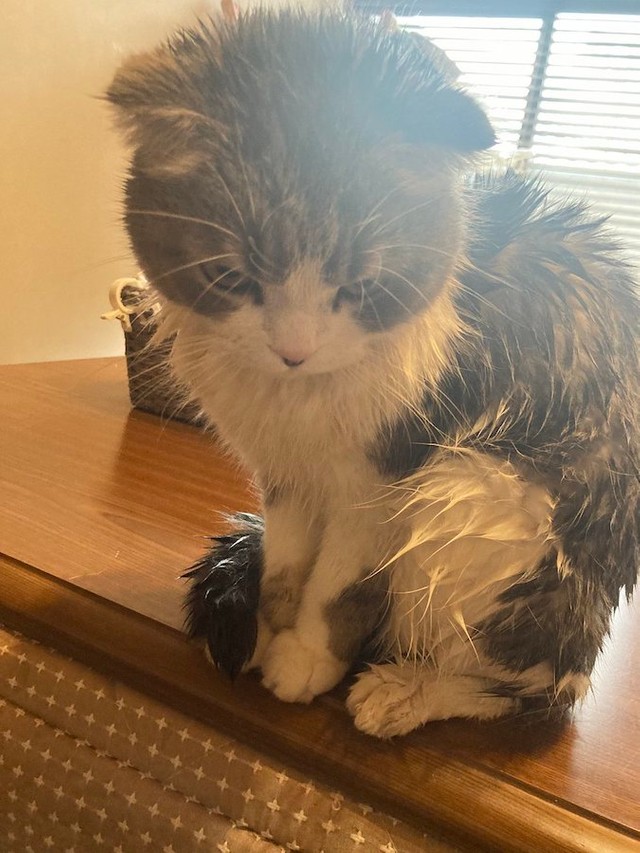 洗われたときのコハクくん（提供：コハちゃん さん）