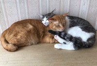 猫とは最初から仲良くできた