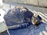 1カ月ぶりに姿を現したちあきさん（画像提供：青い人さん）