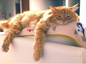 久しぶりにソファの上でだらり　ミックス猫の「きなこ」