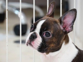 爆弾娘だったボストンテリア　有り余るエネルギーを発散し今は太陽のような存在