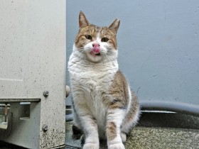 野良猫に困り果て保健所に持ち込んだ　本当は殺すなんて嫌だった