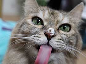 生クリーム大好きな猫「楓」、少しだけあげるね