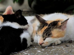 外猫を捕まえて持ち込み　保健所は受け付ける？