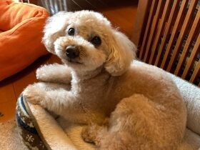 食いしん坊の達人！？　自分の胃袋の許容量を知るトイプー「杏」