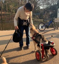 お散歩で会う人を笑顔にするマイロくん