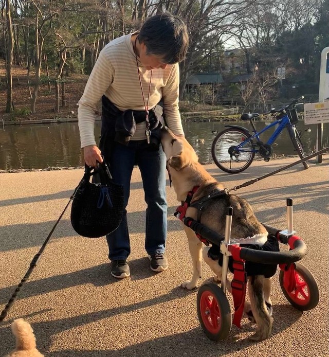お散歩で会う人を笑顔にするマイロくん