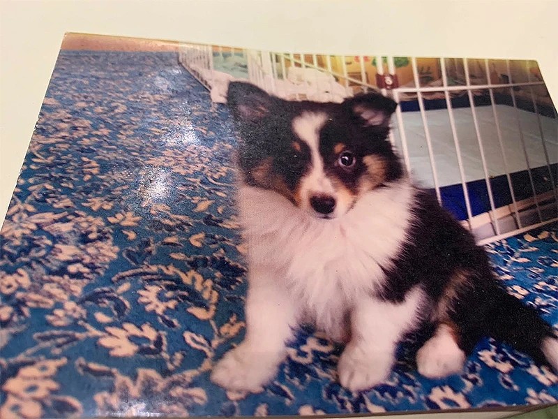 家にきたころの「ハッピー」