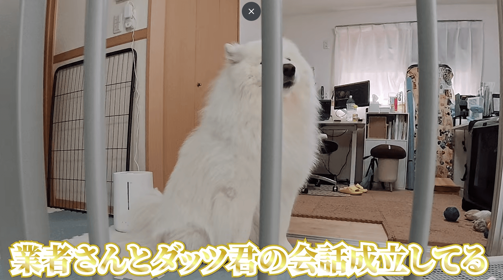 業者さんに「わぅ～」と話しかけるダッツくん。エアコンの説明分かるの！？（画像提供：ダッツファミリーCh.さん）