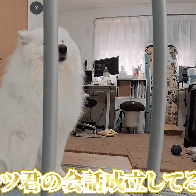 業者さんに「わぅ～」と話しかけるダッツくん。エアコンの説明分かるの！？（画像提供：ダッツファミリーCh.さん）