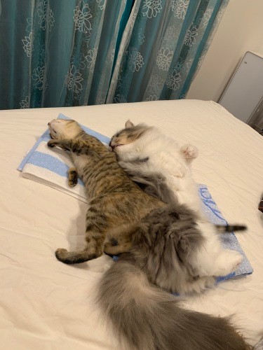 可愛い妹ができた（健太さん提供）