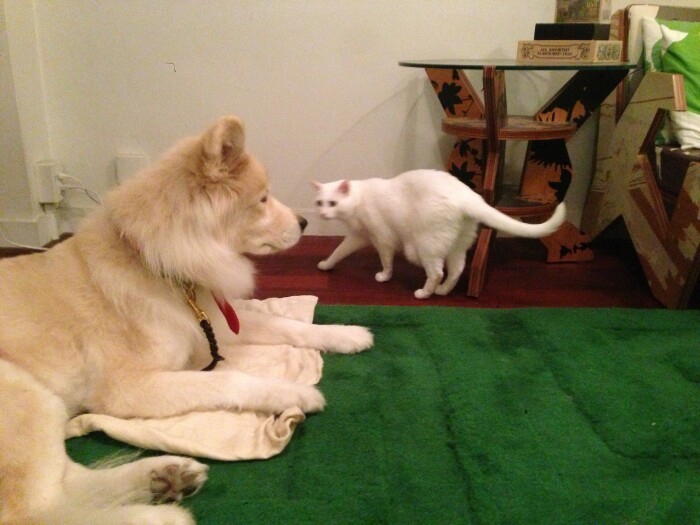 近づいてもマロンは動じず。そしてタケも……