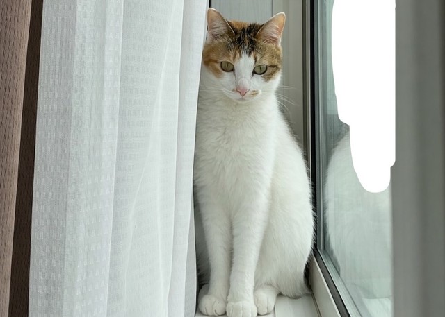すっかり美猫に成長したセルジオ悦子ちゃん（画像提供：セルゥゥゥゥァァァァァさん）