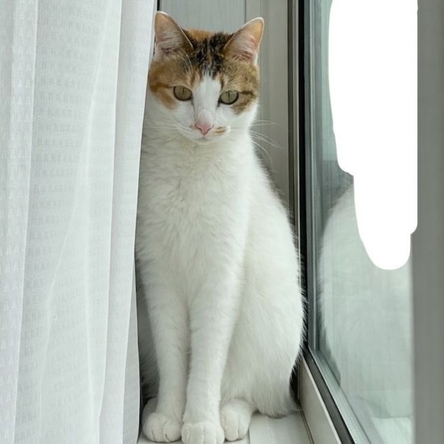 すっかり美猫に成長したセルジオ悦子ちゃん（画像提供：セルゥゥゥゥァァァァァさん）