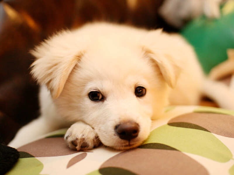 子犬の頃から品の良かった大吉