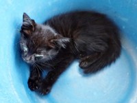 保護後、病院で診察を待つキキさん（画像提供：三田尻さん）