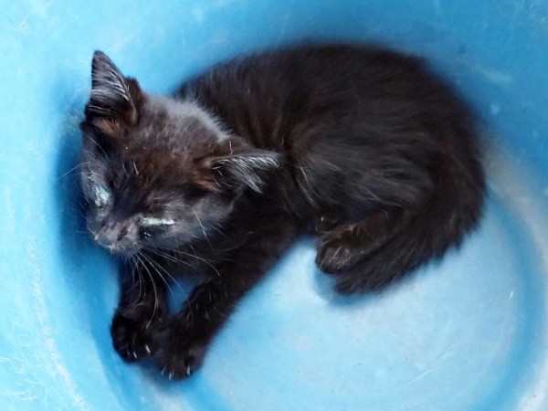 保護後、病院で診察を待つキキさん（画像提供：三田尻さん）