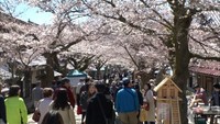 約400メートル続く桜のトンネル　新庄村の「がいせん桜」が見頃　岡山