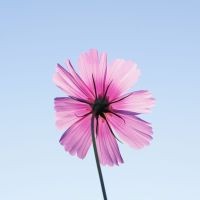 写真 ©橋本明朱花