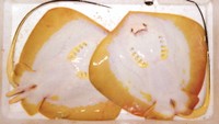 アカエイ（香川県水産課提供）