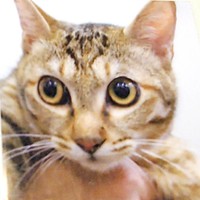 まん丸な瞳が素敵な先住猫のマロンさん（画像提供：MomoKotaさん）