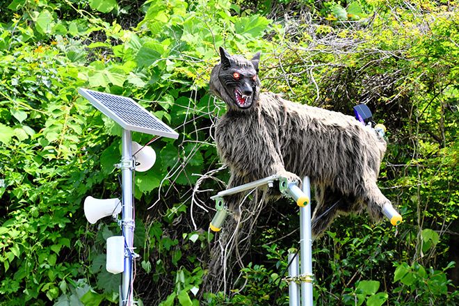 Store in Gunma turns to ‘Monster Wolf’ robot to scare off bears | The Asahi Shimbun: Breaking News, Japan News and Analysis