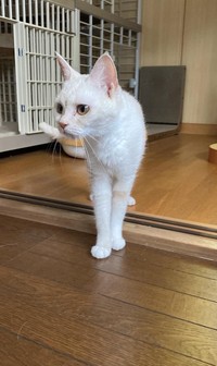 ウメちゃん（「ののいち にゃんこのおうち」さん提供）