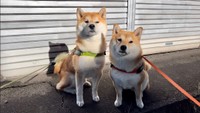 こむぎくん（左）とわらびちゃん（右）（飼い主さん提供）