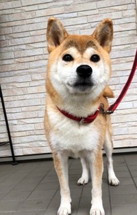 ハートの上に立派なカモメが羽ばたいてるももちゃん、見る度に幸せになれる可愛いお顔（提供写真）