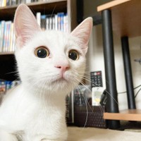 まるまるの目とピンクの鼻が愛くるしい