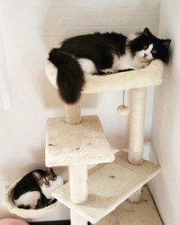 てっぺんでくつろぐ＝eme.rafさん提供