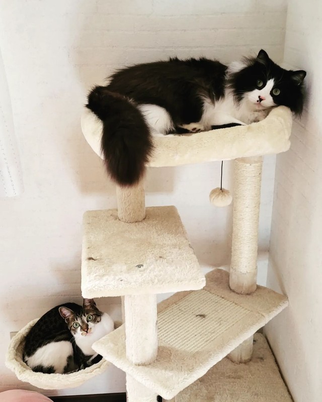 てっぺんでくつろぐ＝eme.rafさん提供