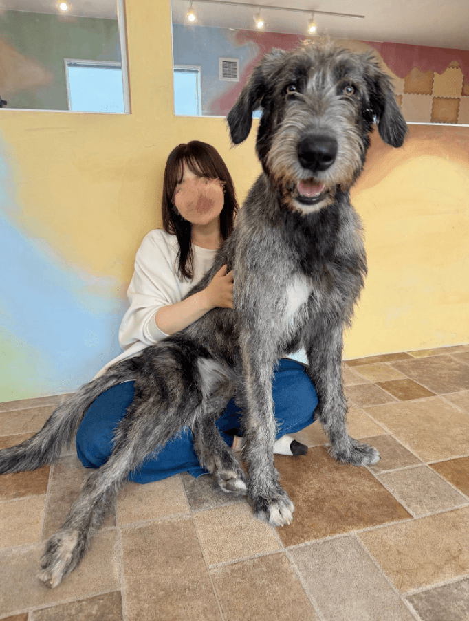 お尻だけチョコン！この巨大さがたまらない可愛さ（大型犬カフェGRAND MOU《ぐらんむー》提供）