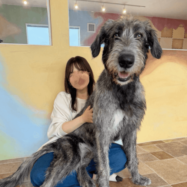 お尻だけチョコン！この巨大さがたまらない可愛さ（大型犬カフェGRAND MOU《ぐらんむー》提供）
