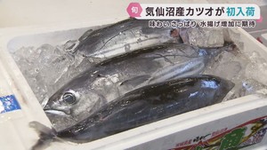 宮城・気仙沼港で水揚げの生鮮カツオ　仙台市中央卸売市場に入荷