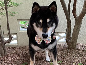 トイレトレーニング、がんばってます（キリリッ）　柴犬「ぽん」