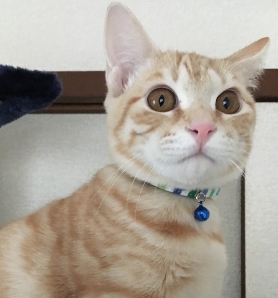 周囲からも美猫だと褒められてきた