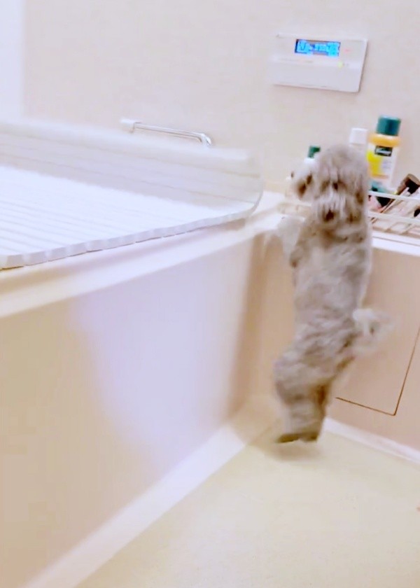 フタが端っこまで閉まるのを見守るエマちゃん（画像提供：エマです！さん）