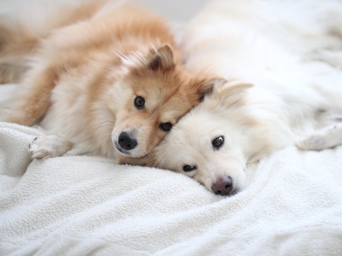 兄と弟の顔になる