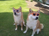 ふうかちゃんとるびんちゃん㊨（提供写真）