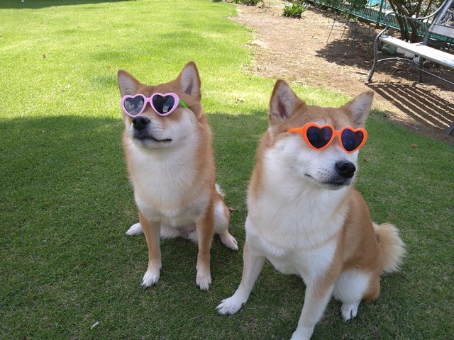 ふうかちゃんとるびんちゃん㊨（提供写真）
