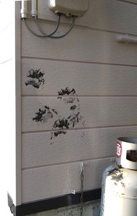なせ？塗装されたばかりの家屋の塀に、周辺に置かれてたペンキの缶をひっくり返した「クマの手型」がべったり…（画像提供：多田野村人(上小阿仁村の人)さん）