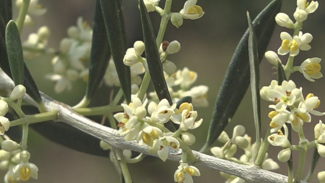香川・小豆島でオリーブが開花 初夏の香り漂う 5月末から見頃に | KSB