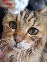 サプリも活用して、口腔内のケアを行った